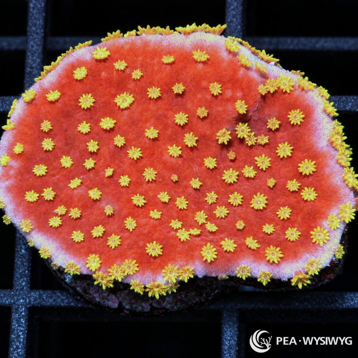 Yellow Polyp Plating Montipora Montipora sp. coral with vivid red-orange plating growth and bright yellow polyps