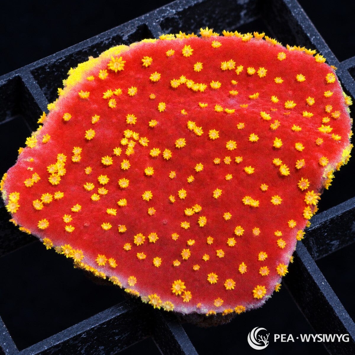 Yellow Polyp Red Plating Montipora Montipora sp. with vivid red tissue and bright yellow-gold polyps across a broad plating colony