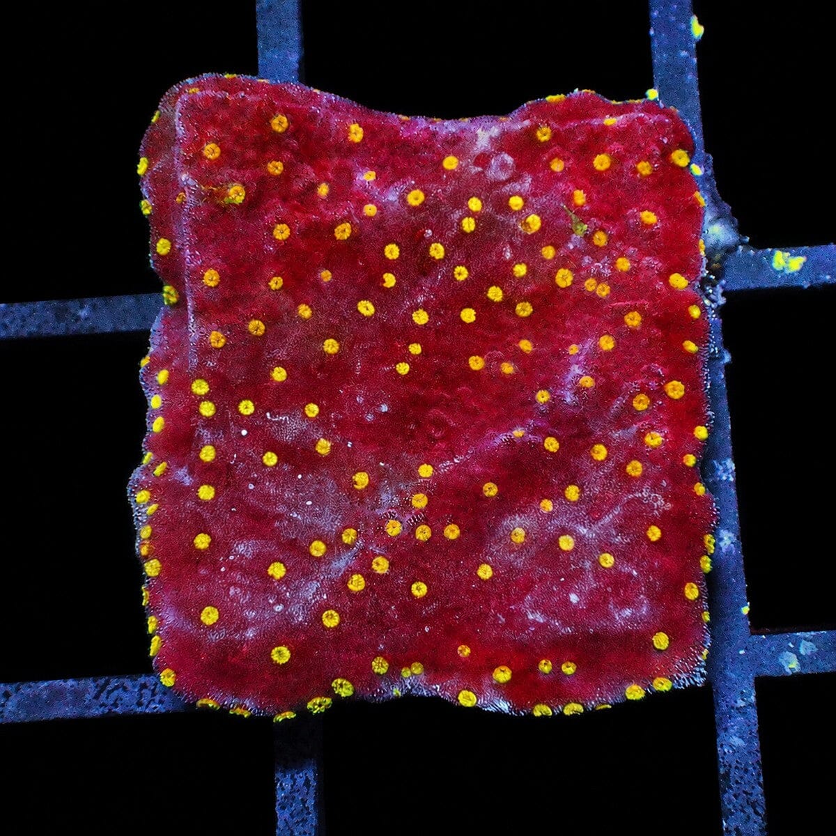 Yellow Polyp Red Plating Montipora Montipora capricornis WYSIWYG SPS coral frag