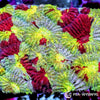 Yellow-Red Favia WYSIWYG aquacultured coral from Pacific East Aquaculture