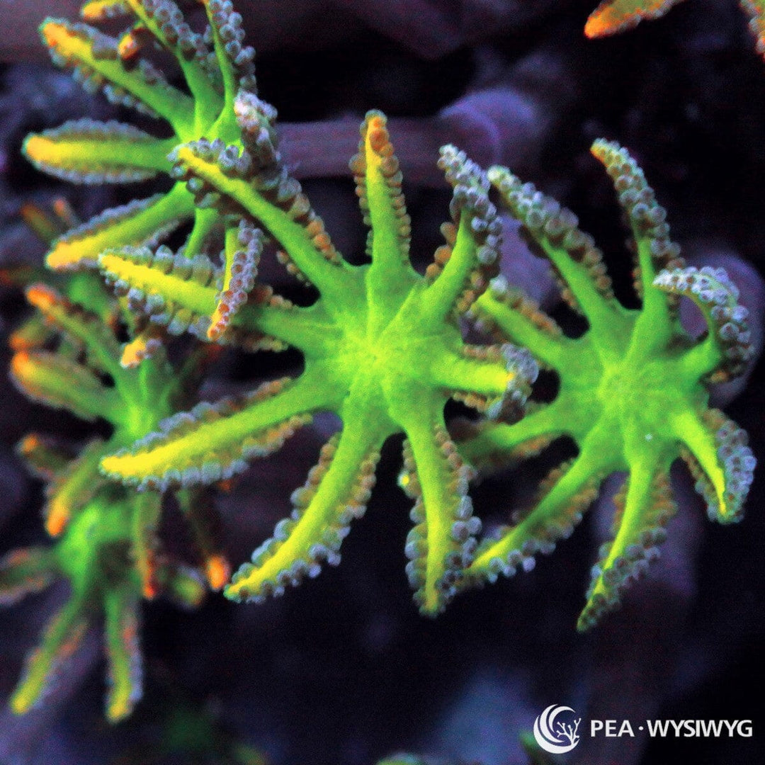 Yellow Tip Clove Polyps Clavularia sp. WYSIWYG coral with fluorescent green polyps and vivid yellow feathered tentacle tips