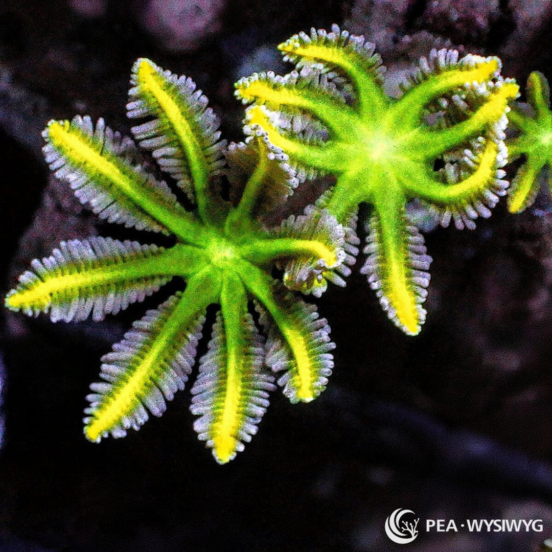 Yellow Tip Green Clove Polyps Clavularia sp. WYSIWYG coral with fluorescent green star-shaped polyps and bright yellow tentacle tips