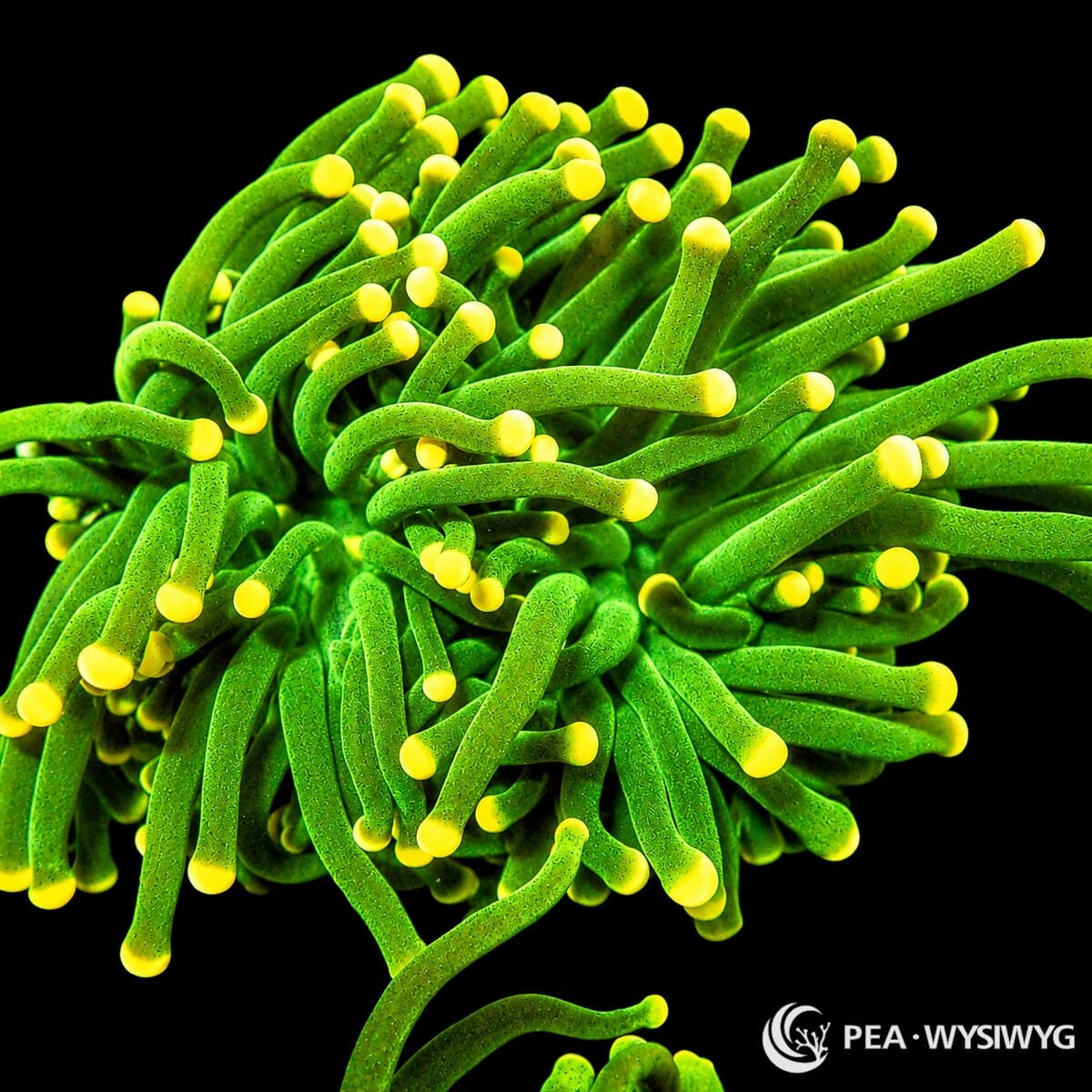 WYSIWYG Yellow Tip Green Torch Euphyllia coral with vivid green tentacles and yellow rounded tips