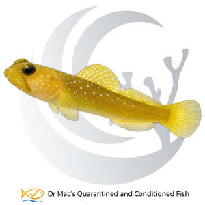 Yellow Watchman Goby Cryptocentrus cinctus with golden-yellow body, pale blue-white spots and translucent yellow fins