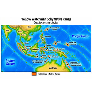 Native range map of Yellow Watchman Goby (Cryptocentrus cinctus), highlighting its Western Pacific distribution from the Yaeyama Islands of Japan through Southeast Asia, the Philippines and Indonesia to Palau and Chuuk, extending south to northern Australia and the Great Barrier Reef.