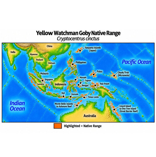 Native range map of Yellow Watchman Goby (Cryptocentrus cinctus), highlighting its Western Pacific distribution from the Yaeyama Islands of Japan through Southeast Asia, the Philippines and Indonesia to Palau and Chuuk, extending south to northern Australia and the Great Barrier Reef.