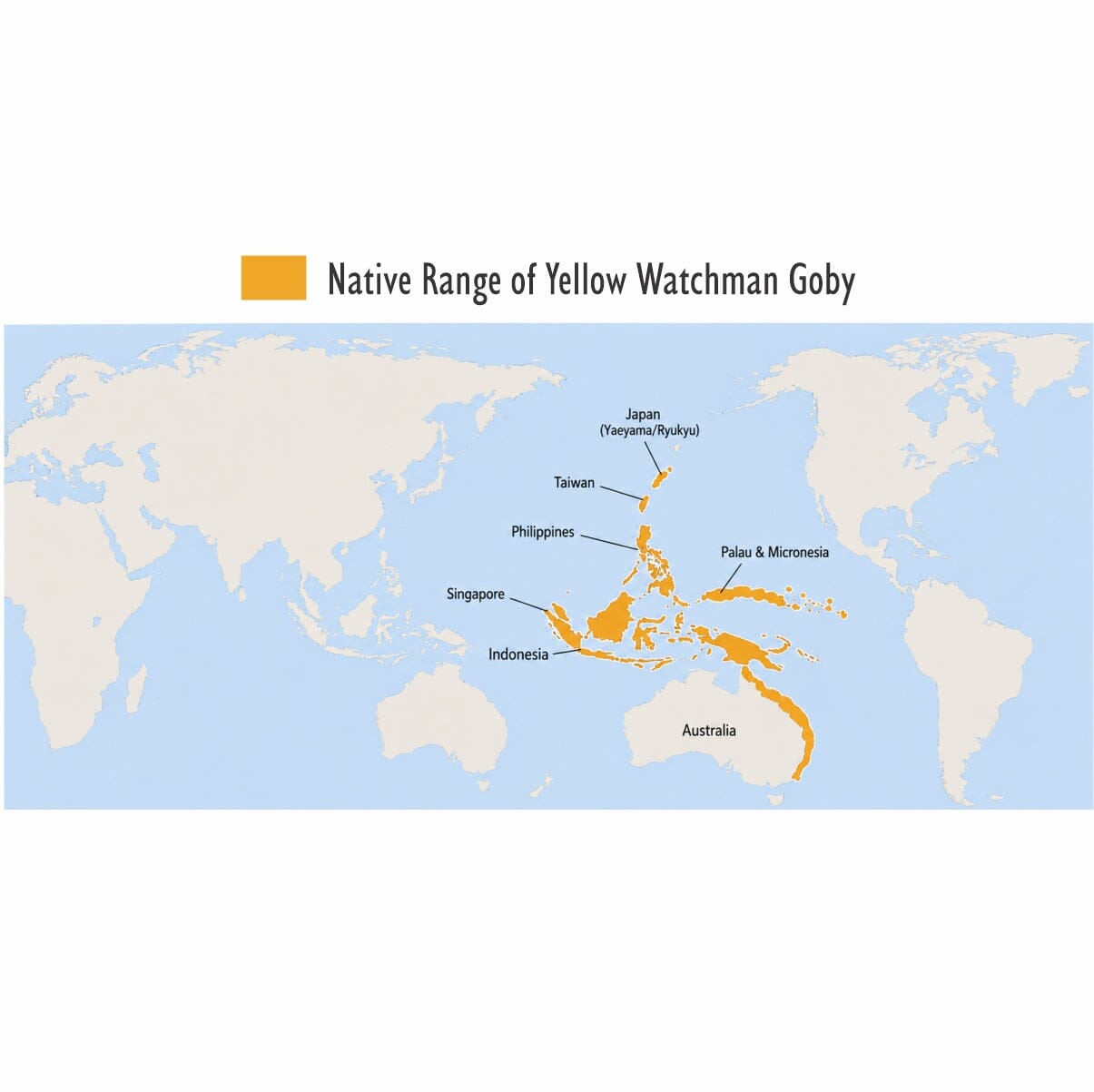 Yellow Watchman Goby (Cryptocentrus cinctus)