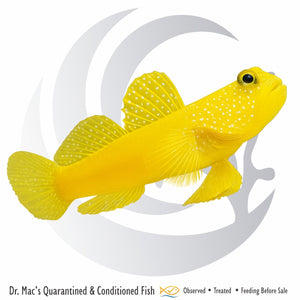 Yellow Watchman Goby (Cryptocentrus cinctus) saltwater aquarium fish with bright yellow body, alert watchman behavior, and peaceful reef-safe personality