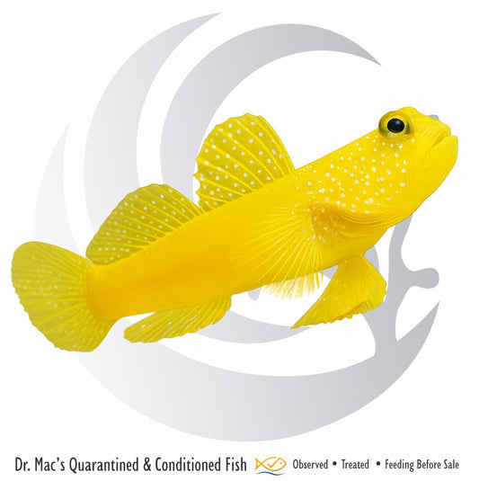 Yellow Watchman Goby (Cryptocentrus cinctus) saltwater aquarium fish with bright yellow body, alert watchman behavior, and peaceful reef-safe personality