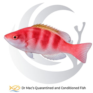 Yellowfin Fairy Wrasse Cirrhilabrus flavidorsalis with red and pink body coloration, pale underside and yellow-red dorsal fin