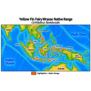 Native range map of Yellow Fin Fairy Wrasse (Cirrhilabrus flavidorsalis), highlighting its Western Central Pacific distribution across the Philippines, Sabah, Sulawesi, Bali, Timor-Leste, Raja Ampat and West Papua.