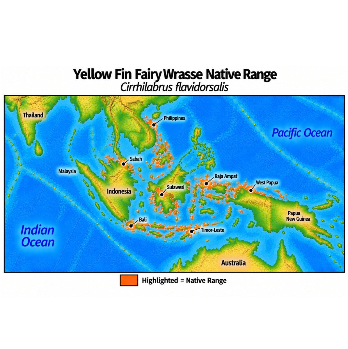 Native range map of Yellow Fin Fairy Wrasse (Cirrhilabrus flavidorsalis), highlighting its Western Central Pacific distribution across the Philippines, Sabah, Sulawesi, Bali, Timor-Leste, Raja Ampat and West Papua.
