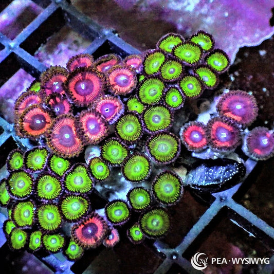 Zoanthid Combo Zoanthus sp. WYSIWYG soft coral frag with green pink red and purple polyps