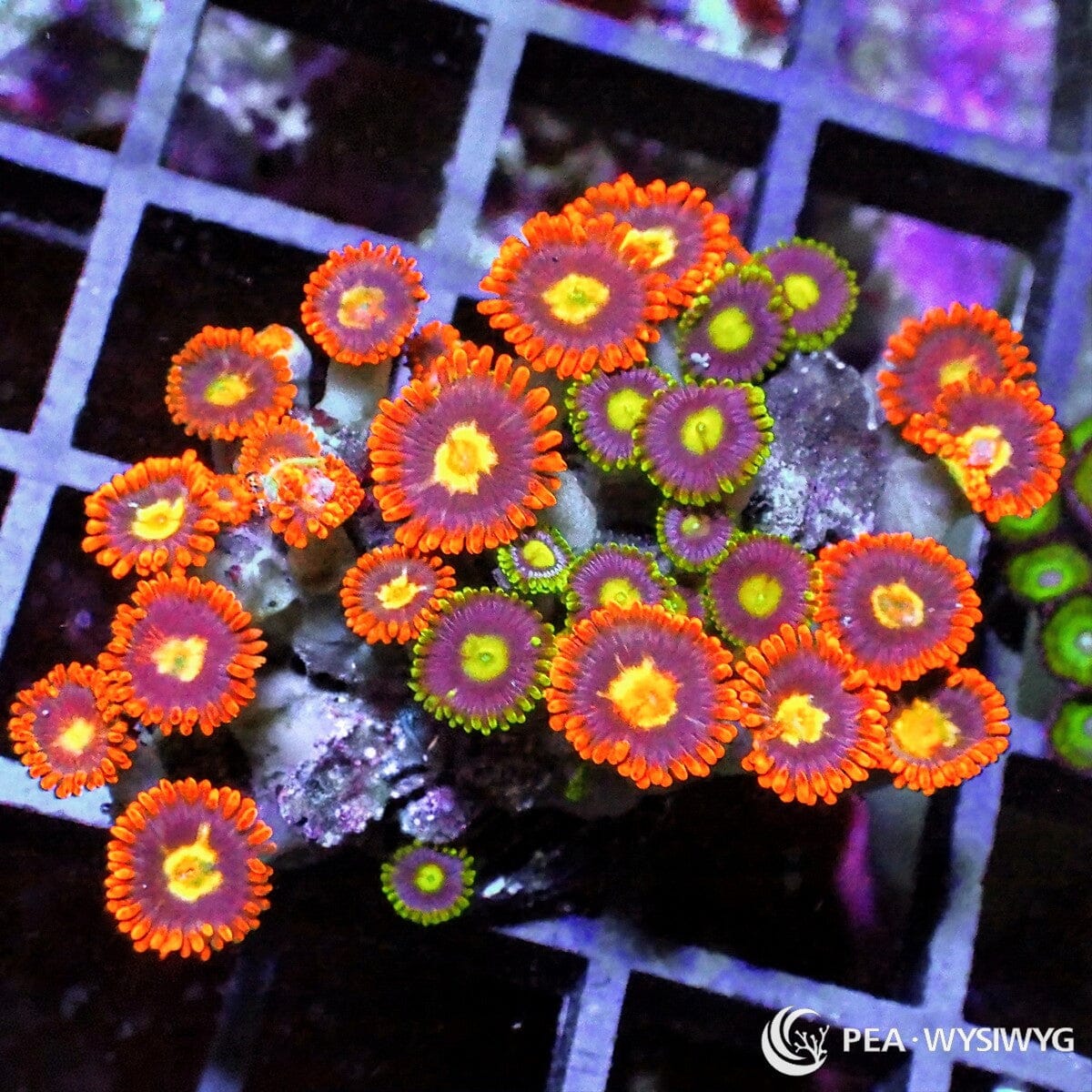 Zoanthid Combo Zoanthus sp. WYSIWYG soft coral frag with orange, purple, yellow, and green polyps