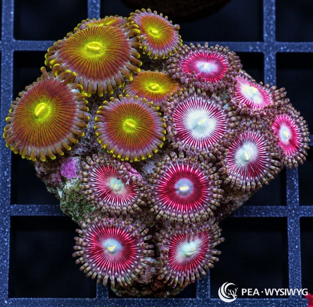 Zoanthid Combo Zoanthus sp. with mixed olive-yellow and red-magenta polyps featuring fluorescent green, blue-white, and yellow centers