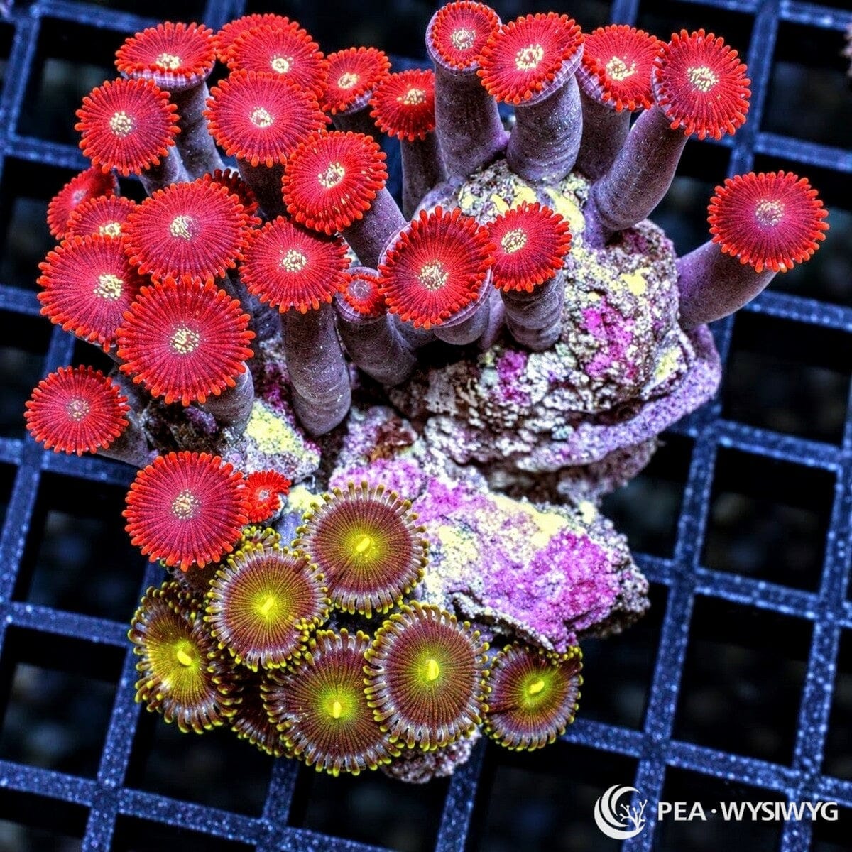 Zoanthids Combo Zoanthus spp. WYSIWYG colony with vivid red polyps, cream centers, and contrasting yellow-green and brown zoanthid morphs