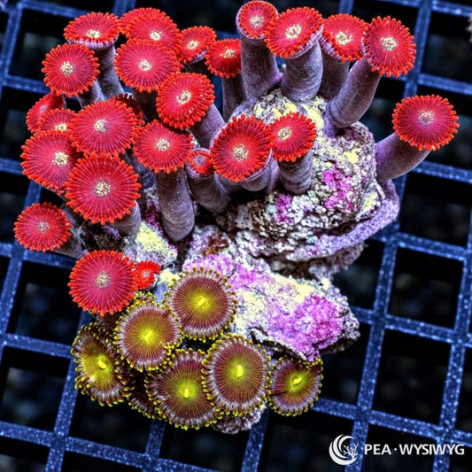 Zoanthids Combo Zoanthus spp. WYSIWYG colony with vivid red polyps, cream centers, and contrasting yellow-green and brown zoanthid morphs