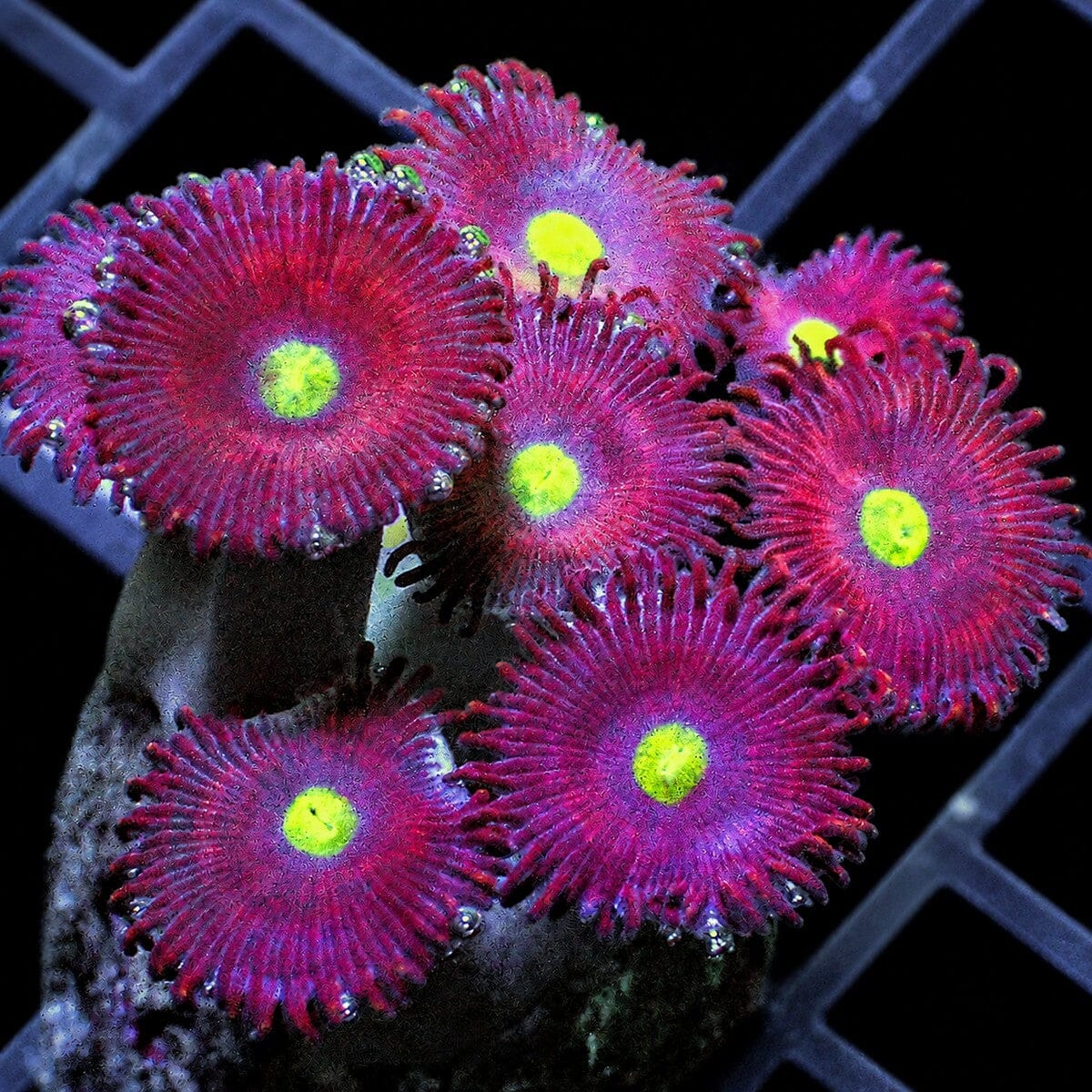 Zombie Eyes Zoanthids Zoanthus sp. WYSIWYG soft coral with yellow green centers
