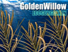 Golden Wispy Willow Gorgonian