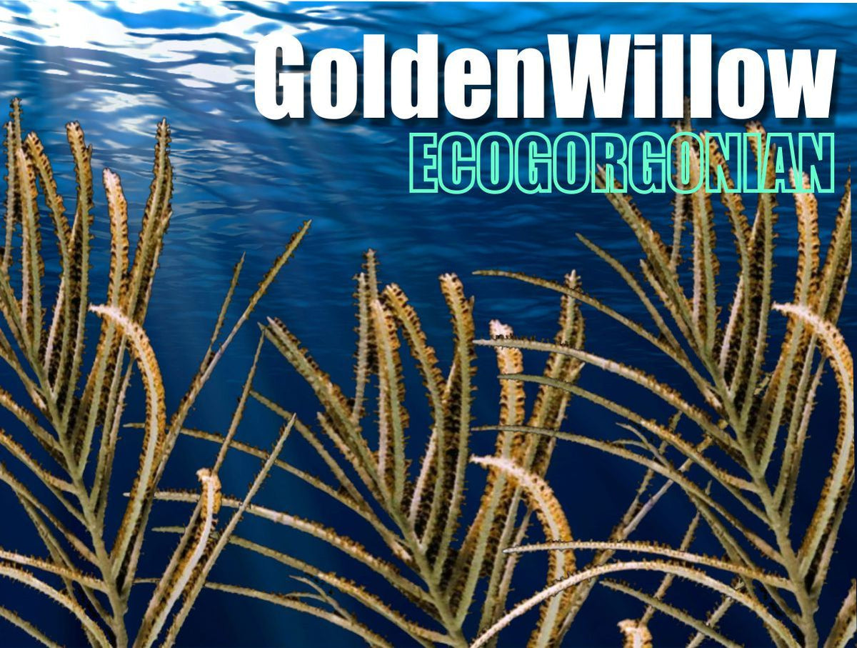 Golden Wispy Willow Gorgonian