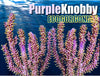 Purple Knobby Gorgonian