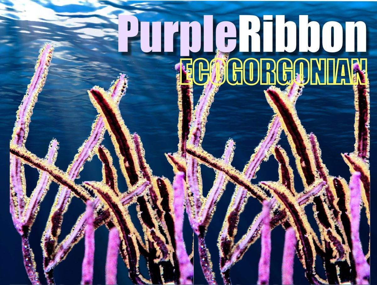 Purple Ribbon Gorgonian