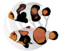 Mocha Vinci Clownfish Pair Captive Bred