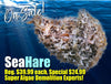 Sea Hare -  Super Algae Destroyers!