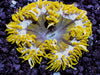 Lemon Frost Rock Anemone