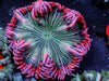 Pink Zebra Rock Anemone