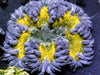 Blueberrry Lemon Drop Rock Anemone