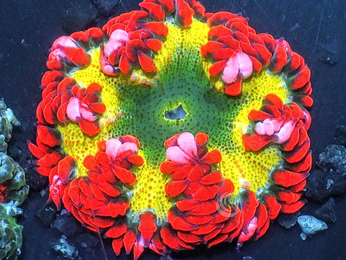 Frosted Rocket Man Rock Anemone