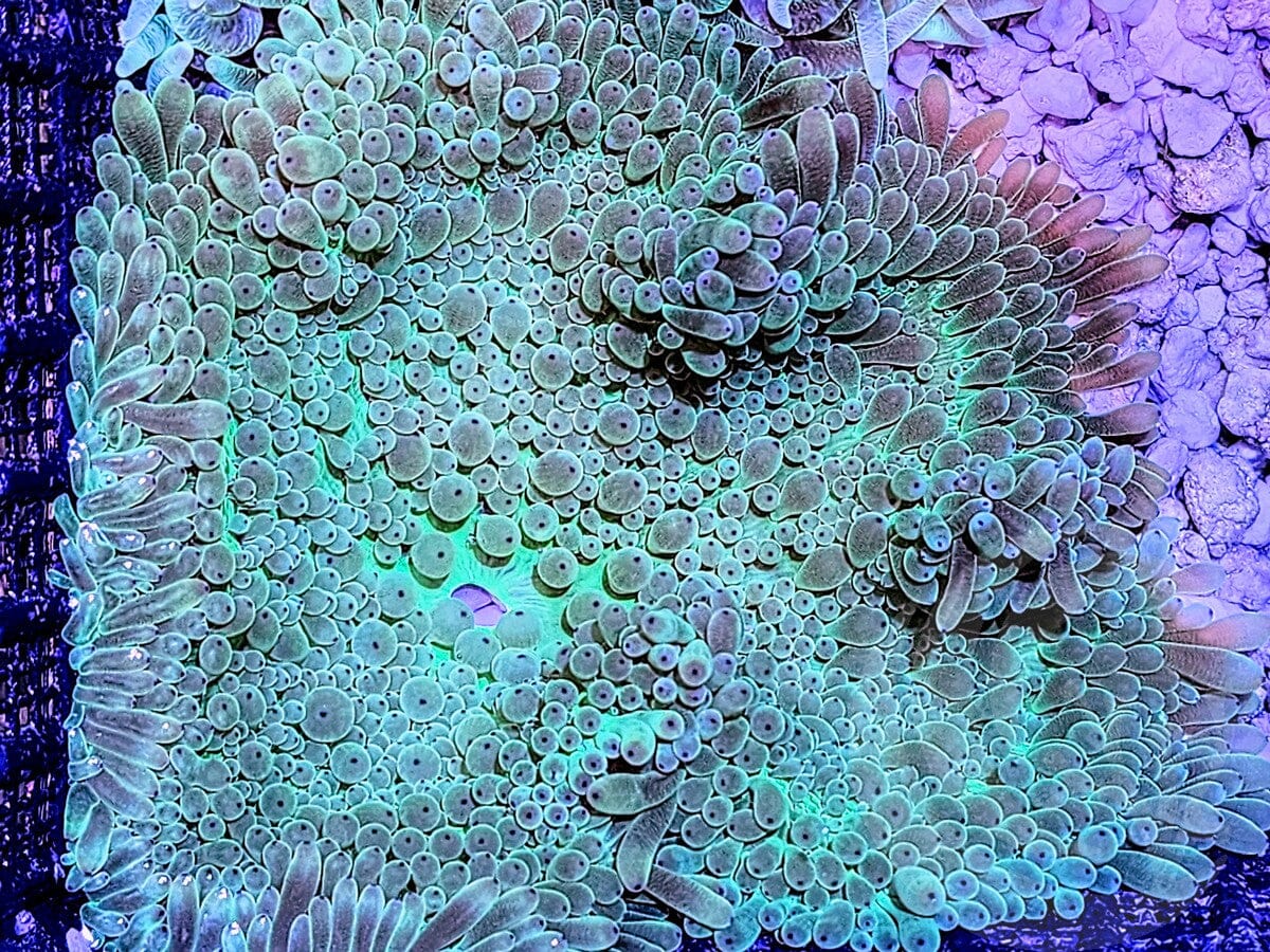Purple tip Green Heteractis crispa