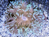 Cream tip Bubble Anemone