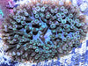 Dark Green Bubble Anemone