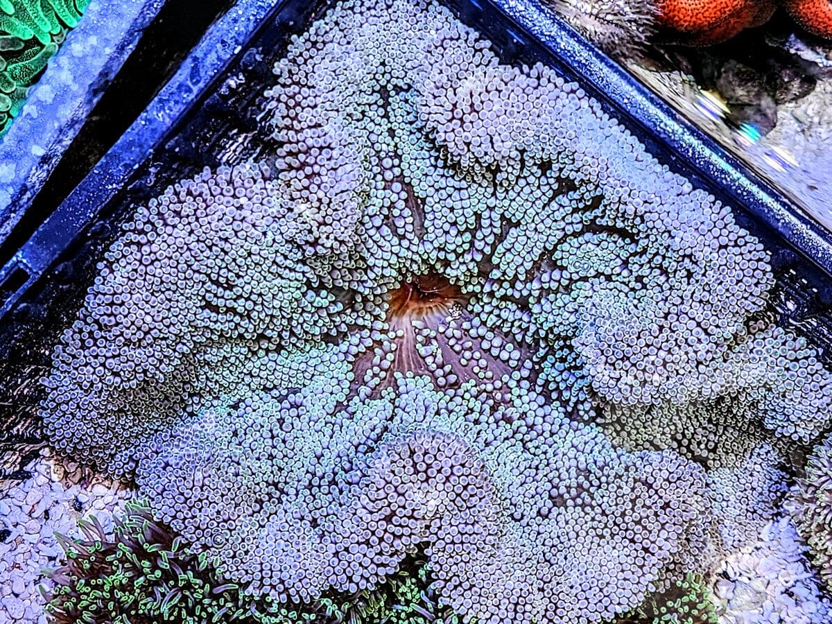 Bicolor Gigantea Carpet Anemone