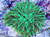 Bright Lime Bubble Anemone