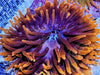 Black Widow Bubble Anemone