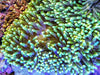 Lemon-Lime tip Heteractis magnifica Anemone