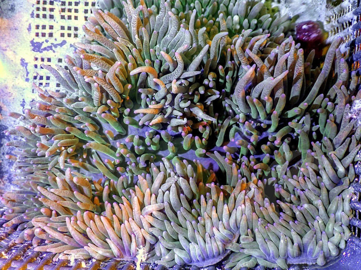 MultiColor Heteractis malu Anemone