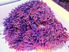 Incredible Purple Magificent Anemone