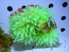 Neon Pastel Lime Bubble tip Anemone