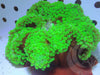 Large Emerald Bubble tip Anemone