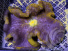 Gold Tip Haddoni Carpet Anemone