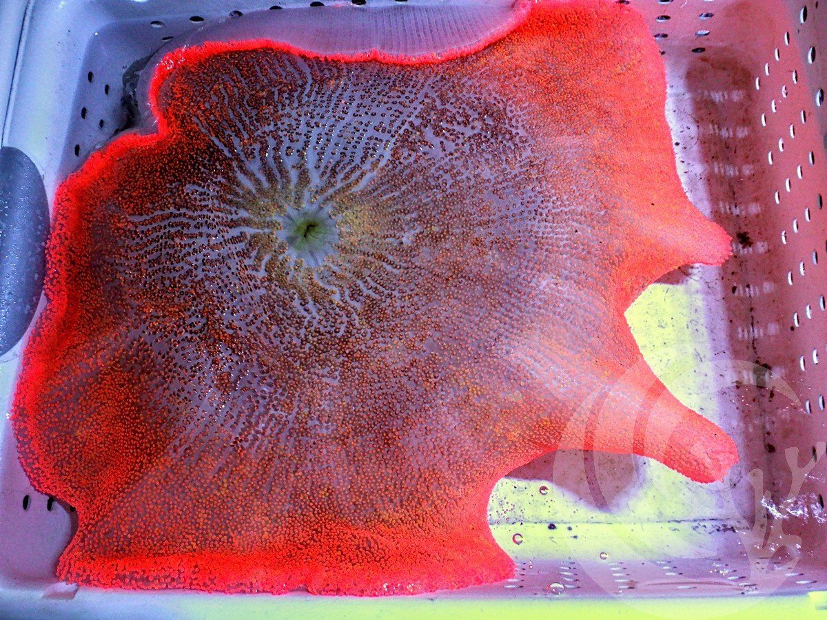 Amazing Pink-Red Haddoni Carpet Anemone