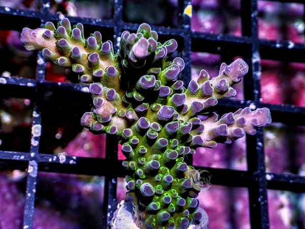 Purple tip Myagi Acropora tortuosa - Pacific East Aquaculture