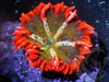 Ice Streaked Christmas Wreath Rock Anemone