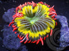 Frosted Yellow Fever Rock Anemone