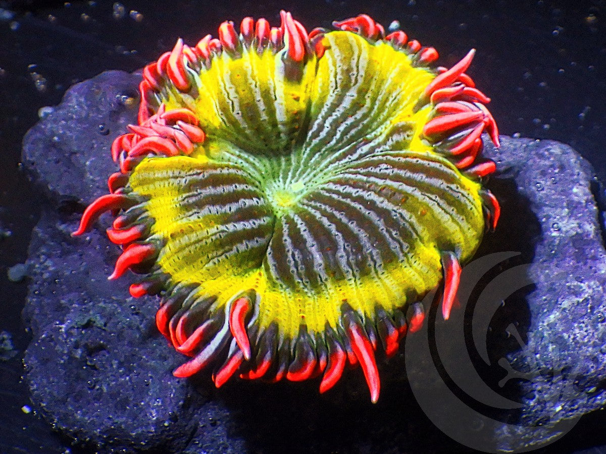 Frosted Yellow Fever Rock Anemone