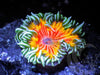 Frosted Tangerine Twister Rock Anemone